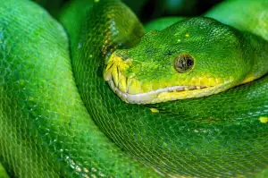 Python Online Kurz